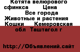 Котята велюрового сфинкса. .. › Цена ­ 15 000 - Все города Животные и растения » Кошки   . Кемеровская обл.,Таштагол г.